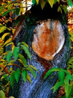 /album/couleur/arbrequisaigne-w-jpg/