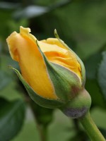 /album/couleur/boutonrose-w-jpg/