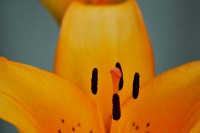 /album/couleur/coeur-de-lys-w-jpg/