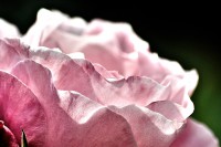 /album/couleur/coeur-de-rose-hdr2-w-jpg/