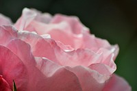 /album/couleur/coeur-de-rose-w-jpg/