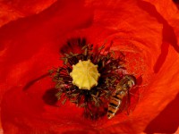 /album/couleur/coquelicot-w-jpg/