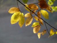 /album/couleur/feuillesautomne-w-jpg/