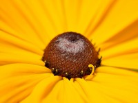 /album/couleur/fleur-jaune-w-jpg/