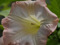 /album/couleur/fleur-pastel-w-jpg/
