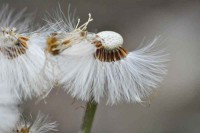/album/couleur/fleur-pissenlit-w-jpg/