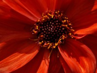 /album/couleur/fleur-rouge-w-jpg/