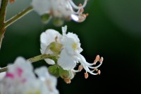 /album/couleur/fleurmarronier-w-jpg/
