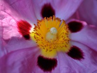 /album/couleur/fleurrosejaune-w-jpg/