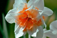 /album/couleur/floraison-printaniere-w-jpg/