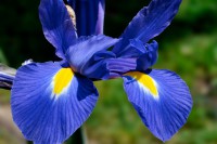 /album/couleur/iris-1rw-jpg/