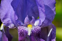 /album/couleur/iris-w-jpg/