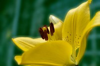 /album/couleur/lys-fondvert-w-jpg/