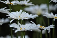 /album/couleur/marguerites-w-jpg/