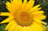 /album/couleur/tournesol-w-jpg/