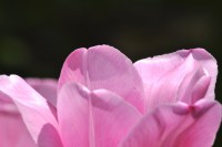 /album/couleur/tulipe-w-jpg/
