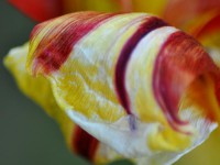 /album/couleur/tulipe-multicolor-w-jpg/