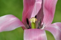 /album/couleur/tulipe-rose-w-jpg/
