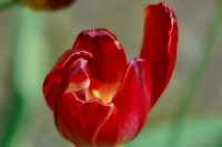 /album/couleur/tulipe-rouge-w-jpg/