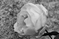 /album/noir-blanc/rose-nb-w-jpg/