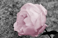 /album/noir-blanc/rose-nbrw-jpg/