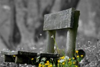 /album/noir-blanc/banc-bois-nbcw-jpg/