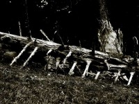 /album/noir-blanc/mort-en-foret-web-jpg/
