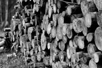 /album/noir-blanc/tas-de-bois-nb-w-jpg/