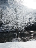 /album/noir-blanc/arbre-ldw-jpg/