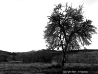 /album/noir-blanc/arbre-nb-web-jpg/