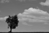 /album/noir-blanc/arbre-nuages-nb-w-jpg/