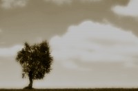 /album/noir-blanc/arbre-nuages-sep-w-jpg/