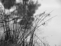 /album/noir-blanc/berges-etang-nbw-jpg/