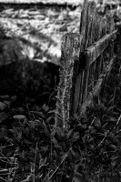 /album/noir-blanc/haie-nb-w-jpg/