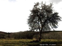 /album/couleur/arbre-web-jpg/