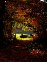 /album/couleur/sous-bois-w-jpg/