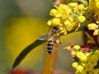 /album/couleur/abeille-r2-jpg/