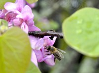 /album/couleur/abeille-arbrejude%cc%81e-jpg/