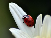 /album/couleur/coccinelle-w-jpg/