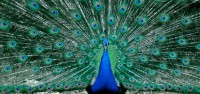 /album/couleur/paon-rw-jpg/