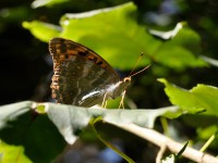 /album/couleur/papillon-w-jpg/