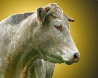 /album/couleur/vache-w-jpg/