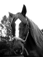 /album/noir-blanc/cheval-jpg/