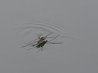 /album/noir-blanc/insecte-w-jpg/