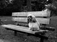 /album/noir-blanc/shih-tzu-w-jpg/